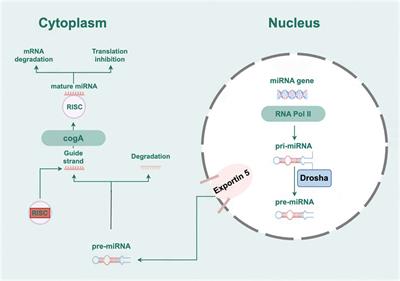 Exploring the therapeutic mechanisms of heart failure with Chinese herbal medicine: a focus on miRNA-mediated regulation